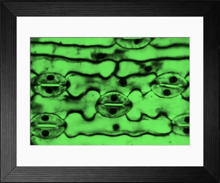 Framed Print : Leaf Epidermis, light micrograph Framed Print : Leaf Epidermis, light micrograph