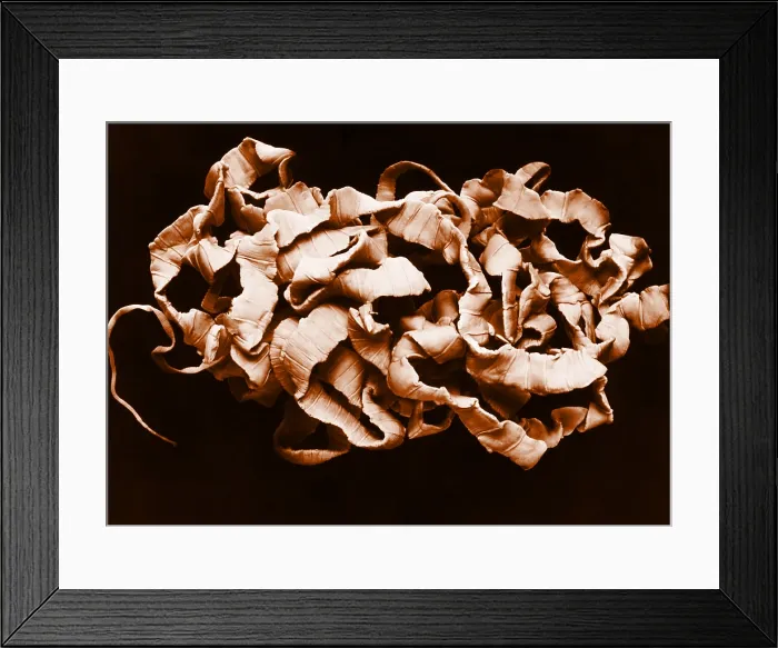 Framed Print : Human Tapeworm, gross specimen Framed Print : Human Tapeworm, gross specimen