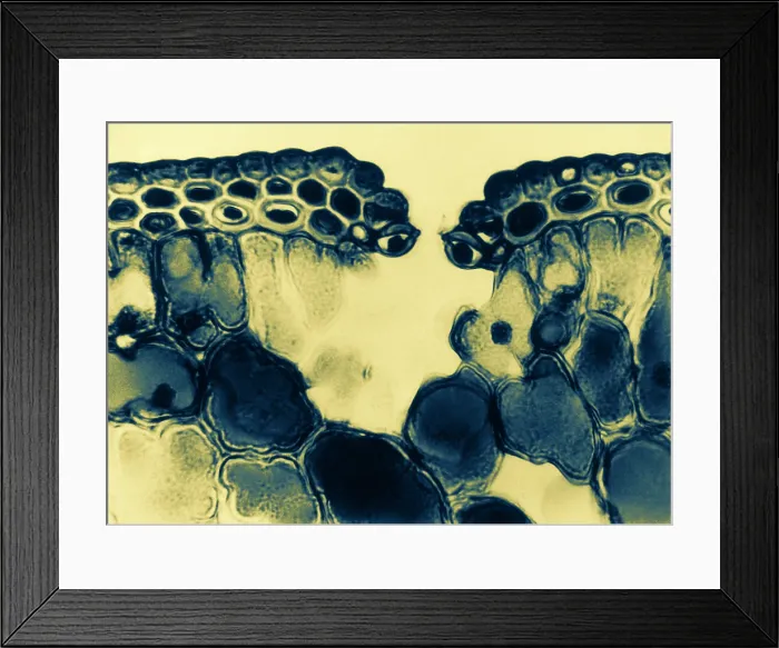 Framed Print : Pine Leaf Cuticle and Epidermal Cells, light micrograph Framed Print : Pine Leaf Cuticle and Epidermal Cells, light micrograph