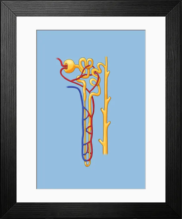 Framed Print : Nephron of the Kidney, Illustration