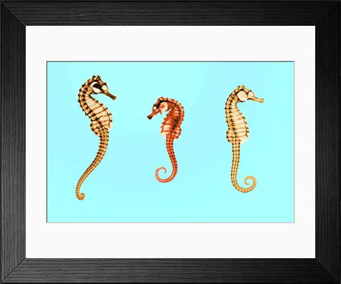 Framed Print : Seahorses, Historical X-Ray Framed Print : Seahorses, Historical X-Ray