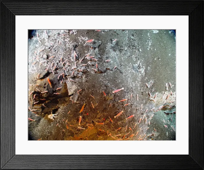 Framed Print : Hydrothermal Crabs and Shrimp