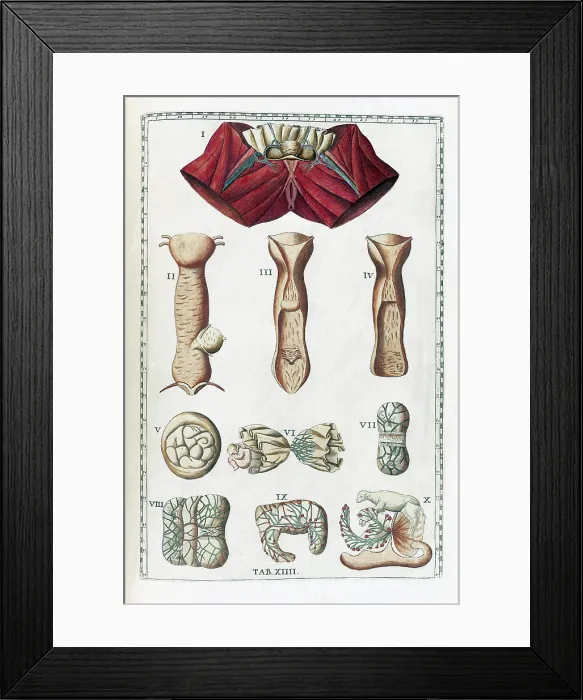 Framed Print : Eustachi, 'Tabulae anatomicae', 1783