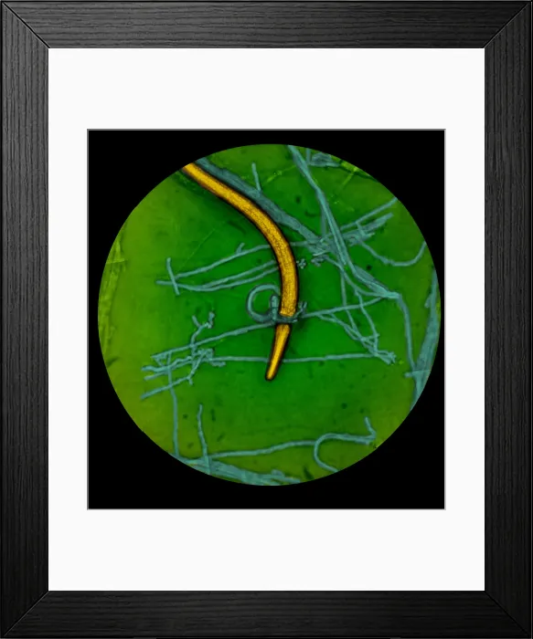 Framed Print : Nematode Snared by Predatory Fungus (LM) under a microscope Framed Print : Nematode Snared by Predatory Fungus (LM) under a microscope