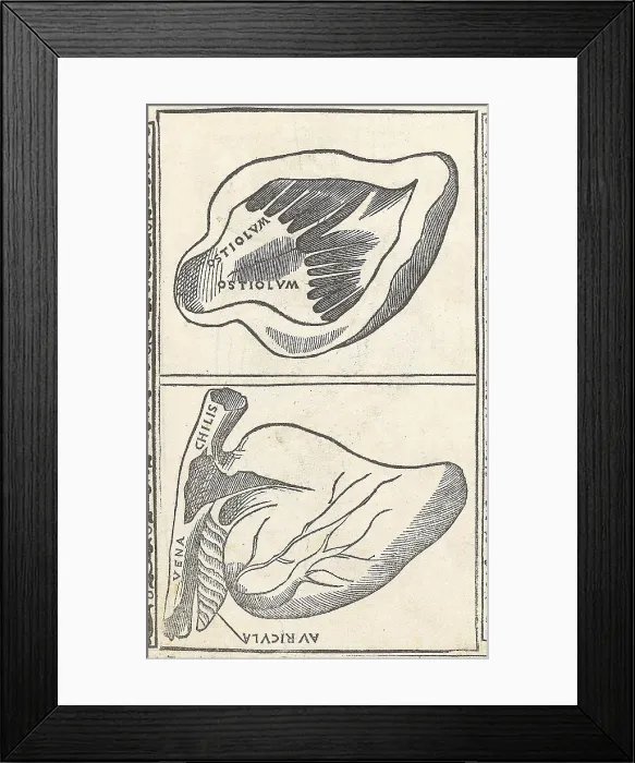 Framed Print : Historical Anatomical Illustration Framed Print : Historical Anatomical Illustration
