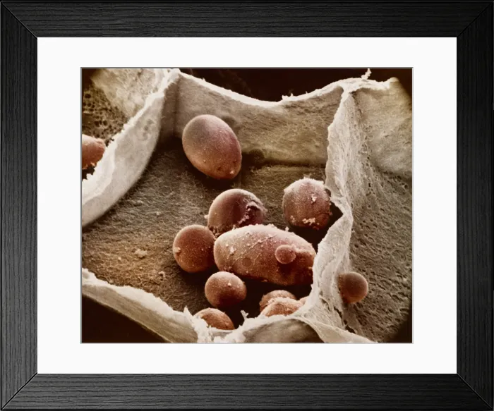 Framed Print : Potato cell with starch granules Framed Print : Potato cell with starch granules