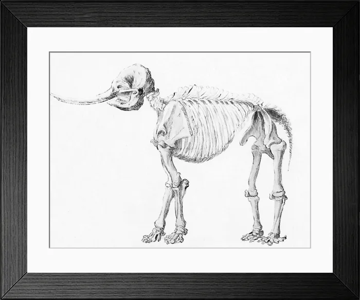 Framed Print : Mastodon Skeleton Framed Print : Mastodon Skeleton