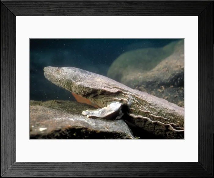 Framed Print : Hellbender