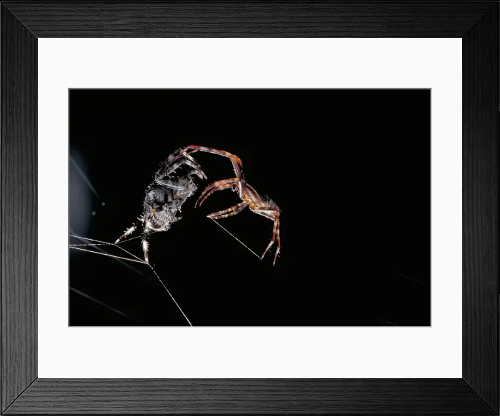 Framed Print : Cross Spiders Mating Framed Print : Cross Spiders Mating