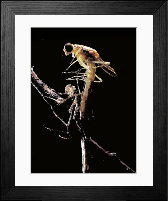 Framed Print : Damselfly & Exoskeleton Framed Print : Damselfly & Exoskeleton