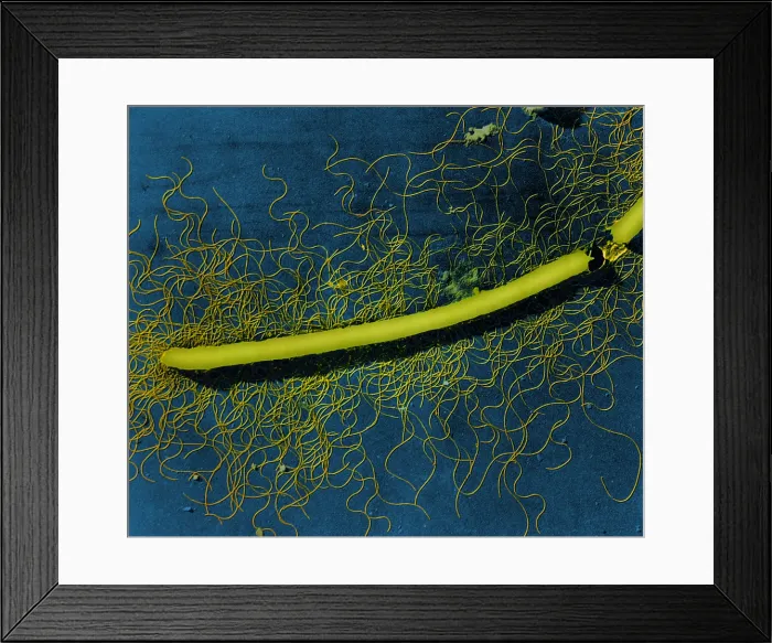 Framed Print : Proteus vulgaris Bacteria, TEM Framed Print : Proteus vulgaris Bacteria, TEM