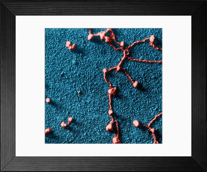 Framed Print : Genetics, RNA Attached to DNA, TEM Framed Print : Genetics, RNA Attached to DNA, TEM