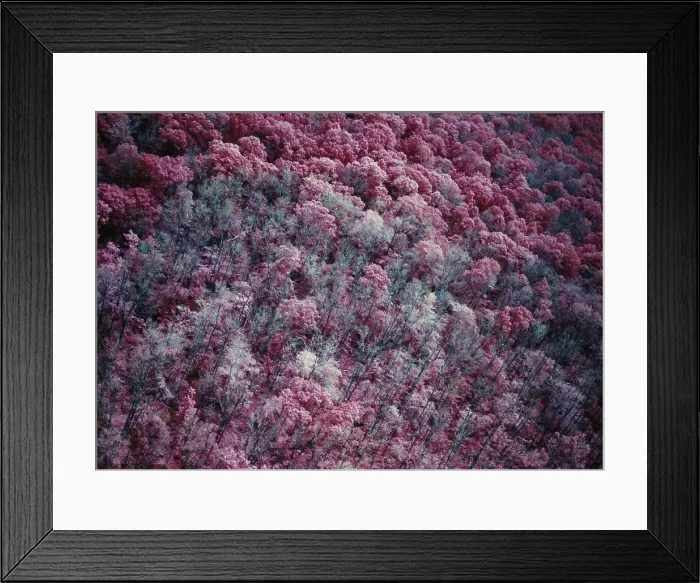 Framed Print : IR image of moth-damaged forest Framed Print : IR image of moth-damaged forest