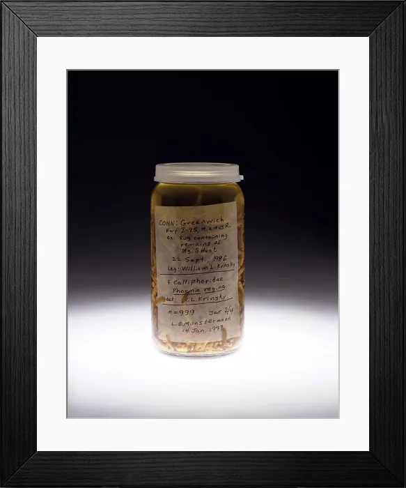 Framed Print : Forensics, Entomological Evidence Framed Print : Forensics, Entomological Evidence