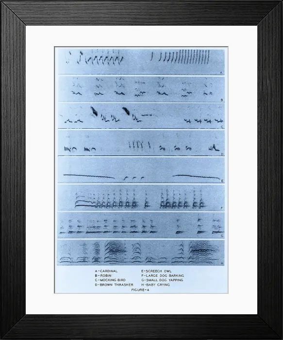 Framed Print : Audio Spectrograms Framed Print : Audio Spectrograms