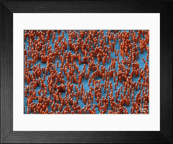 Framed Print : Nanowire Lithium-ion Batteries, scanning electron micrograph