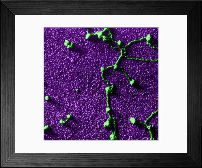 Framed Print : Genetics, RNA Attached to DNA, TEM Framed Print : Genetics, RNA Attached to DNA, TEM