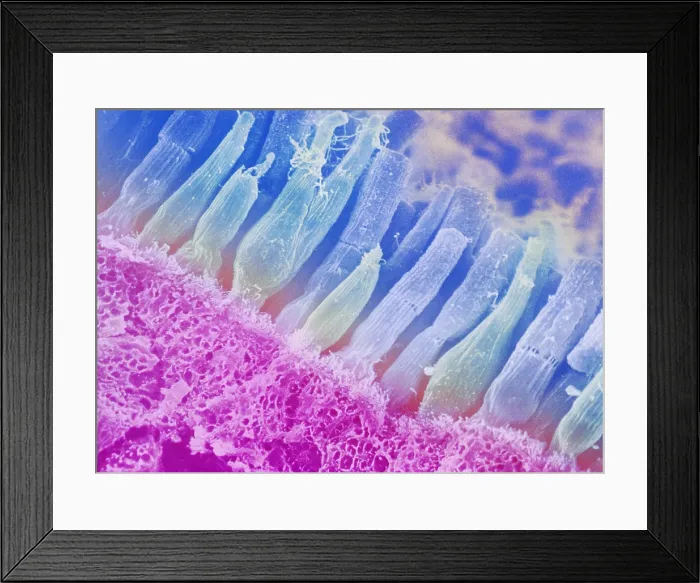 Framed Print : Rods and cones in the eye Framed Print : Rods and cones in the eye