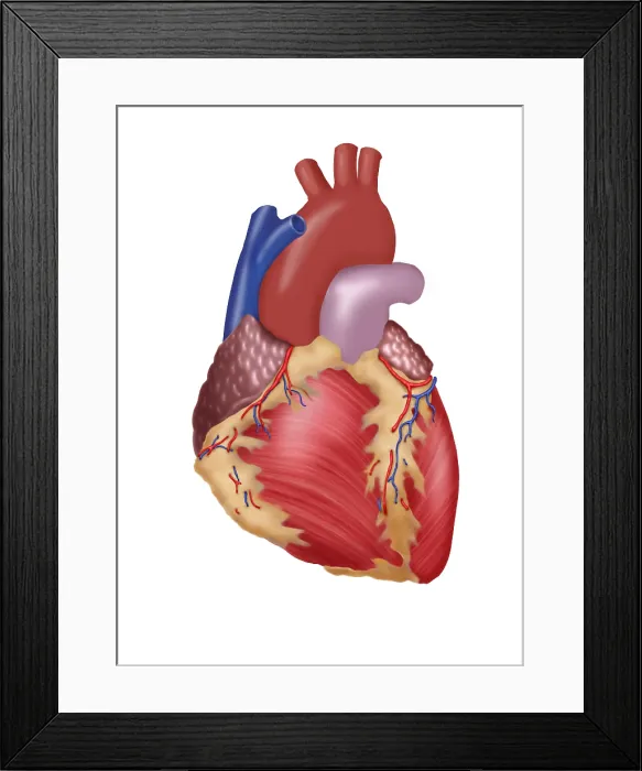 Framed Print : Illustration of Human Heart Framed Print : Illustration of Human Heart