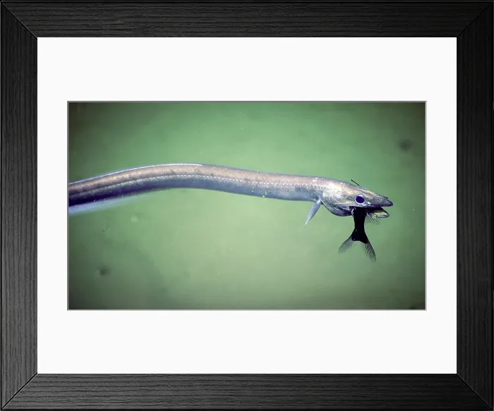 Framed Print : Synaphobranchid Eel with Prey Framed Print : Synaphobranchid Eel with Prey