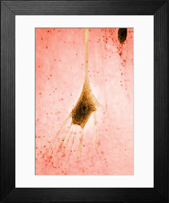 Framed Print : Nervous System, Human Neuron, light micrograph Framed Print : Nervous System, Human Neuron, light micrograph