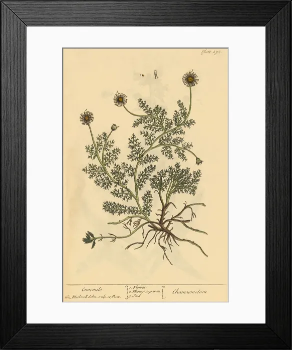Framed Print : Chamomile, Medicinal Plant, 1737 Framed Print : Chamomile, Medicinal Plant, 1737