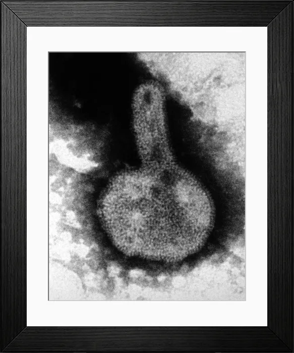 Framed Print : H3N2, Hong Kong Flu Virus, TEM Framed Print : H3N2, Hong Kong Flu Virus, TEM
