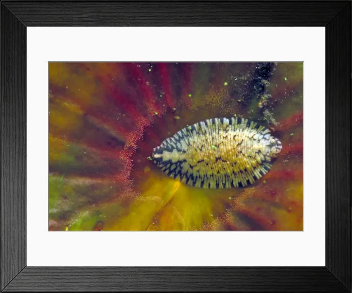 Framed Print : Leech. A leech on a water lily leaf Framed Print : Leech. A leech on a water lily leaf