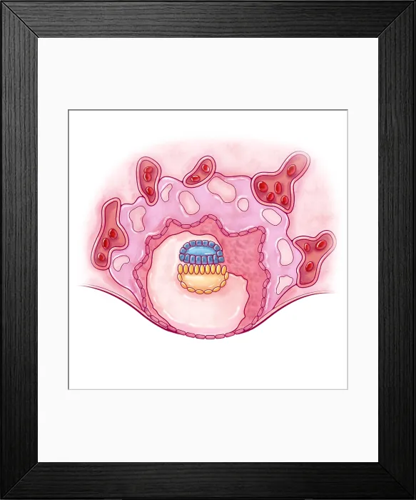 Framed Print : Embryonic Development, 2 Weeks
