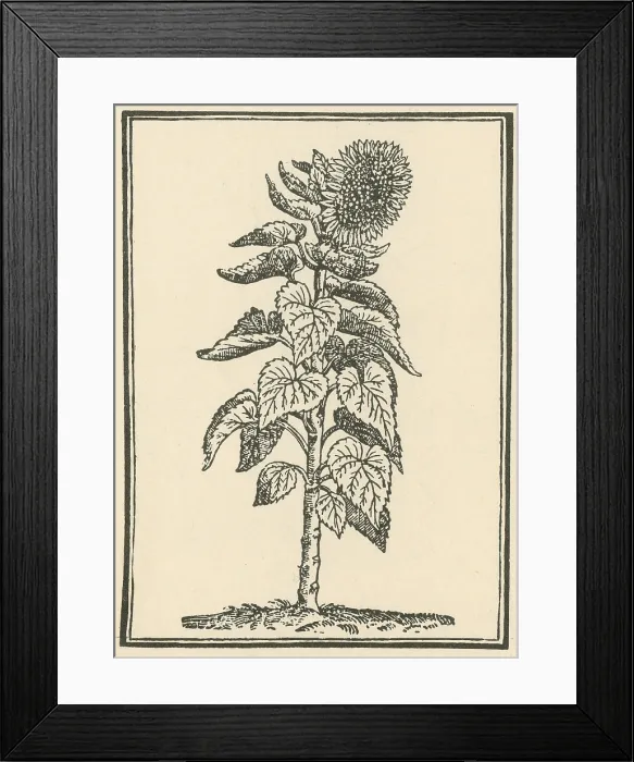 Framed Print : Sunflower. helianthus annuus. When Francisco Pizarro in 1532 fought his way into Peru Framed Print : Sunflower. helianthus annuus. When Francisco Pizarro in 1532 fought his way into Peru