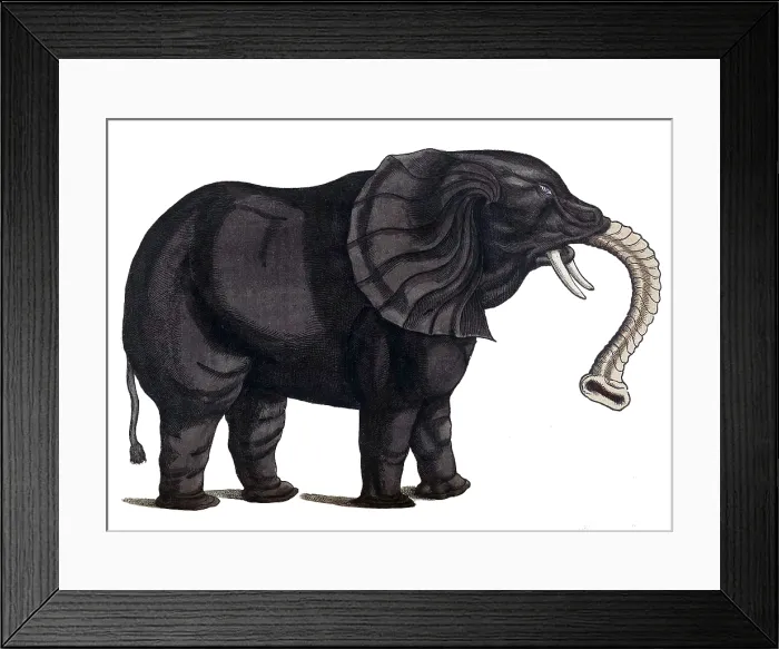 Framed Print : Gessner, Elephant, 16th Century