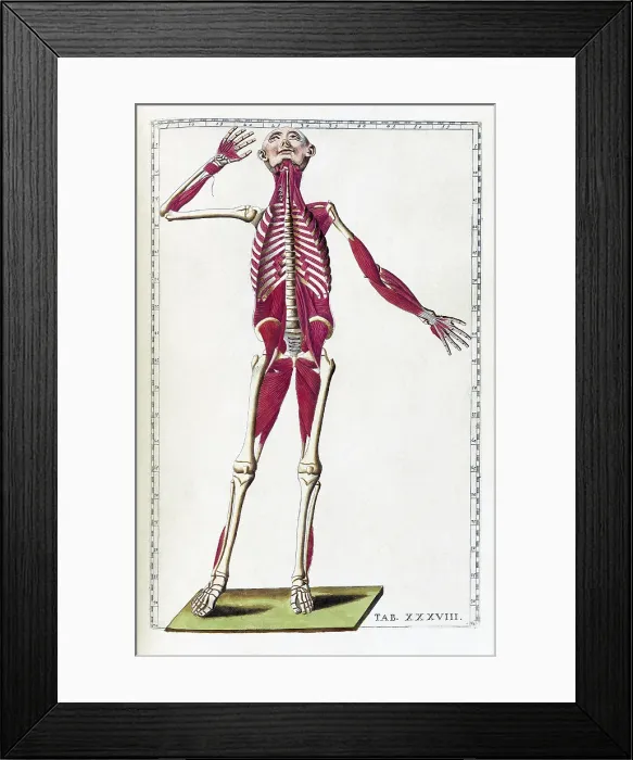 Framed Print : Eustachi, 'Tabulae anatomicae', 1783