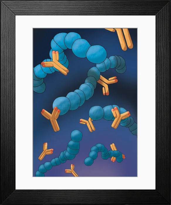Framed Print : Monoclonal Antibodies, Illustration Framed Print : Monoclonal Antibodies, Illustration