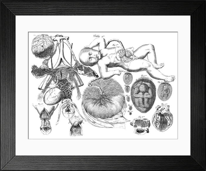 Framed Print : Ame Bourdon, Nouvelles tables anatomiques, 1678 Framed Print : Ame Bourdon, Nouvelles tables anatomiques, 1678