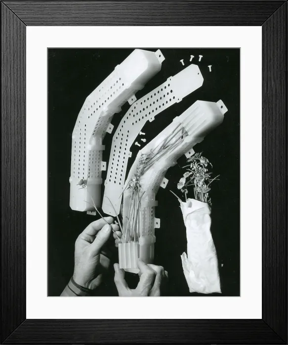 Framed Print : Ionizing Radiation Plant Experiment Framed Print : Ionizing Radiation Plant Experiment