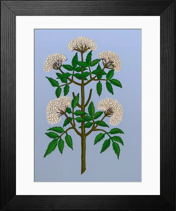 Framed Print : Common Elder Tree Framed Print : Common Elder Tree
