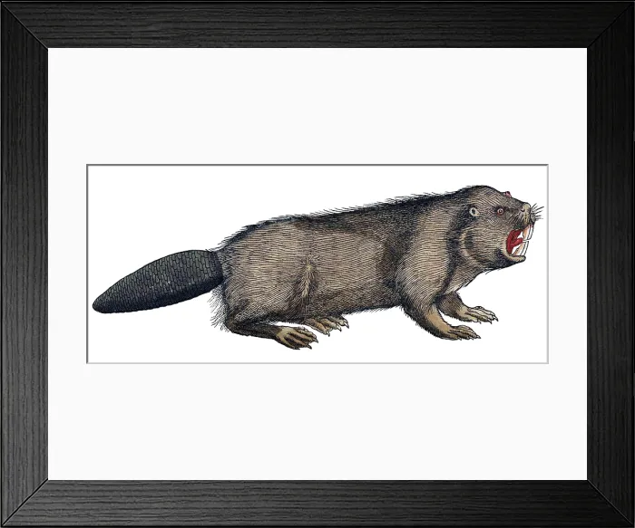 Framed Print : Gessner, Beaver, 16th Century