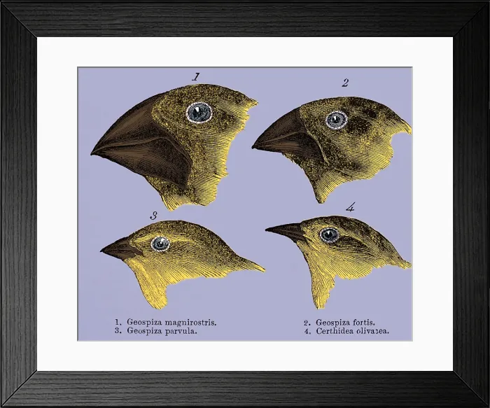 Framed Print : Galapagos Finches