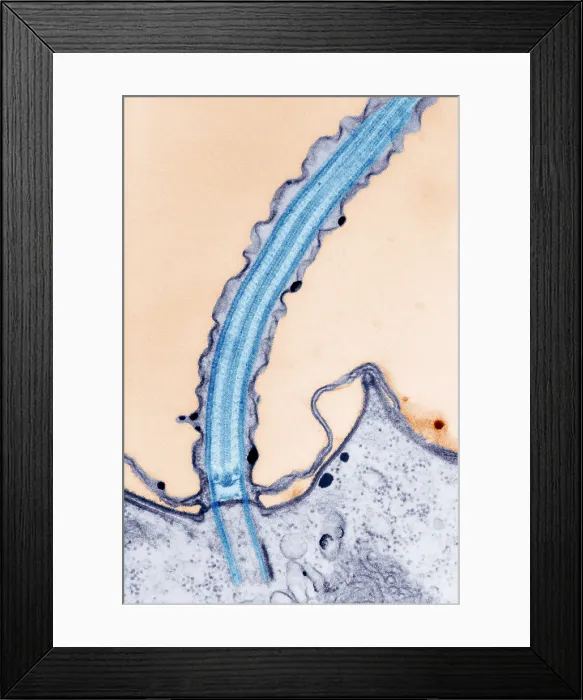 Framed Print : Cilia. Longitudinal section of cilia. Cilia (and flagella) are projections