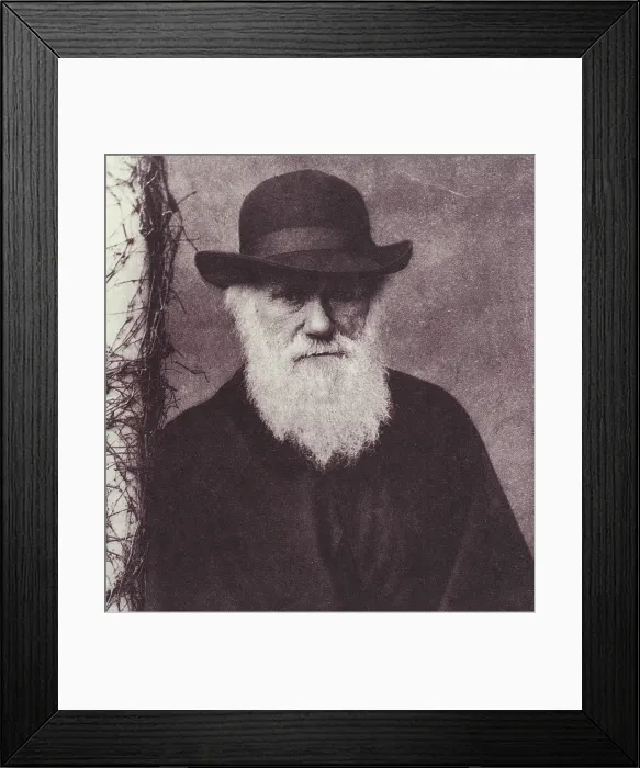 Framed Print : Charles Darwin, English Naturalist, 1881 Framed Print : Charles Darwin, English Naturalist, 1881