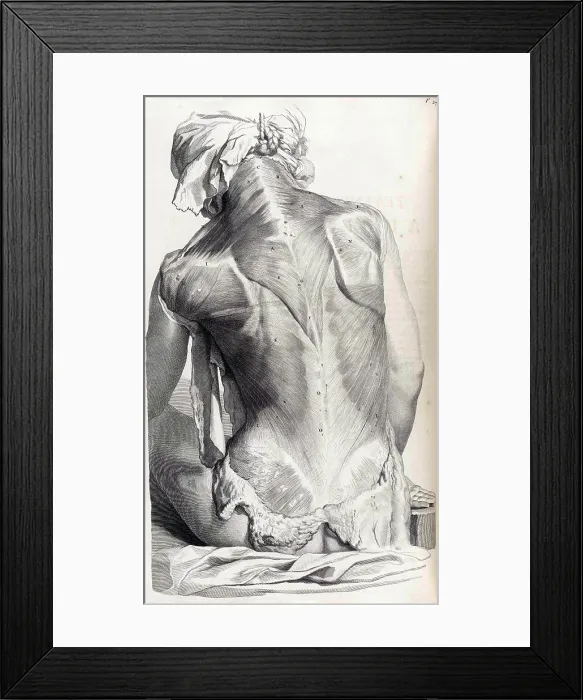 Framed Print : Anatomia humani corporis, Table 27, 1690 Framed Print : Anatomia humani corporis, Table 27, 1690