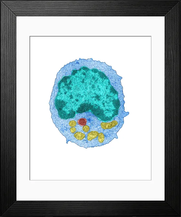 Framed Print : Immune System, Lymphocyte, TEM Framed Print : Immune System, Lymphocyte, TEM