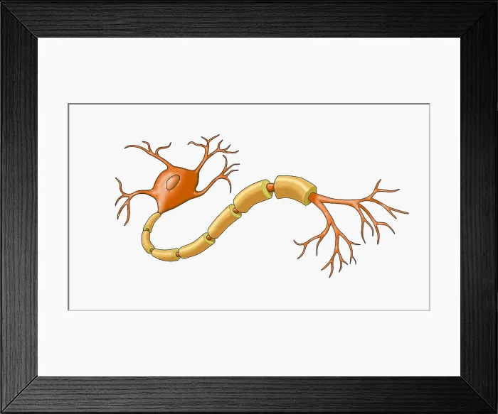 Framed Print : Neuron with Healthy Myelin Sheath Framed Print : Neuron with Healthy Myelin Sheath