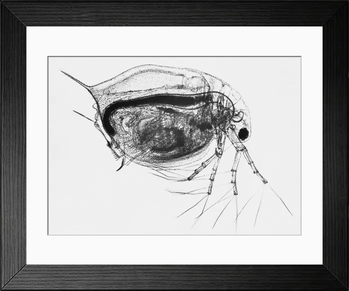 Framed Print : Living Daphnia under a microscope Framed Print : Living Daphnia under a microscope