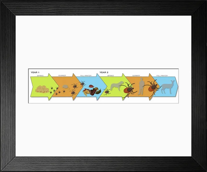 Framed Print : Life Stages of the Black-legged Tick, Illustration Framed Print : Life Stages of the Black-legged Tick, Illustration