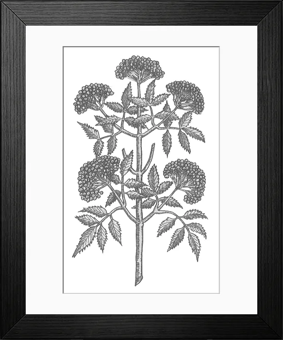 Framed Print : Common Elder Tree Framed Print : Common Elder Tree