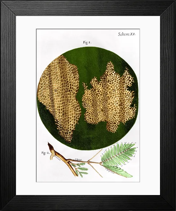 Framed Print : Illustration of cork wood cells Framed Print : Illustration of cork wood cells