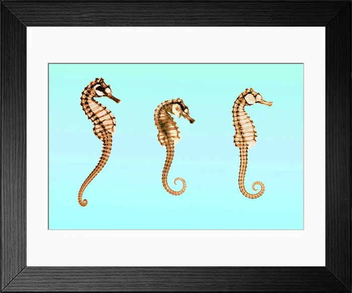 Framed Print : Seahorses, Historical X-Ray Framed Print : Seahorses, Historical X-Ray