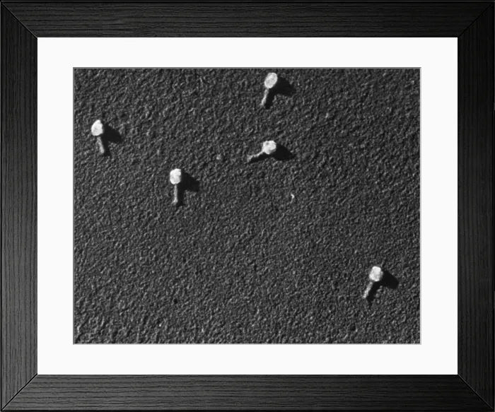 Framed Print : Enterobacteria phage T2, TEM Framed Print : Enterobacteria phage T2, TEM