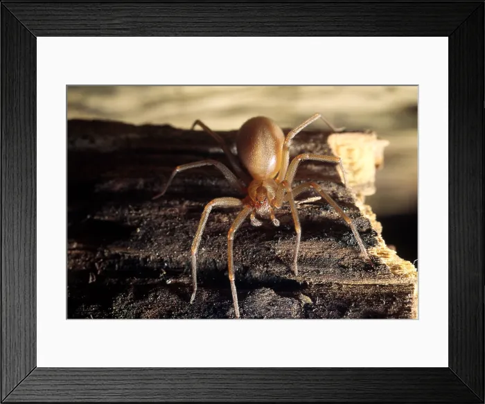 Framed Print : Brown Recluse or Violin Spider